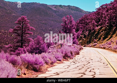 Schmale Down Hill Mountain Road mit doppelten gelben Linien und rosa lila Vegetation auf beiden Seiten. Stockfoto