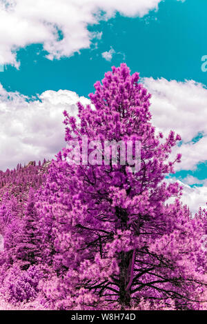 Leuchtend rosa Baum gegen den blauen Himmel mit weißen Wolken. Stockfoto