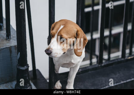 Hohe Betrachtungswinkel eines Hundes spähen durch den Zaun, Warten auf Besitzer nach Hause zu kommen. Stockfoto