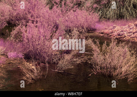 Rosa Vegetation rund um Pool von Wasser in der Wiese. Stockfoto