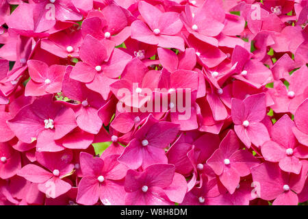Nahaufnahme des schönen Pink Hydrangea oder hortensia Pflanzen Blumen. Stockfoto