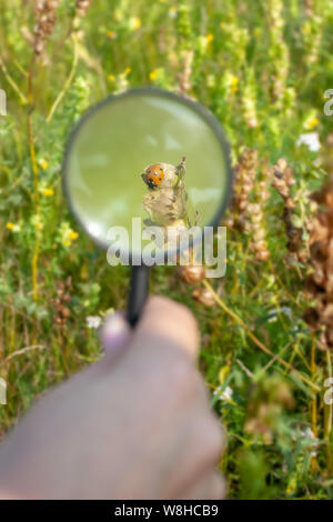 Marienkäfer unter der Lupe auf einem Betrieb im Feld. Hand hält Lupe. Selektiver Fokus auf das Insekt. Der Hintergrund ist unscharf. Stockfoto