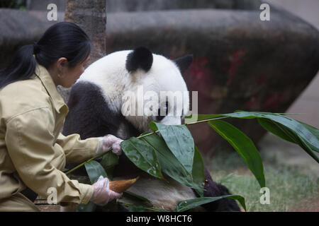 Ein chinesischer Mitarbeiter Feeds 35-jährige weibliche Panda Basi mit Bambus auf der Fuzhou Giant Panda Forschungszentrum in Fuzhou city, Südosten Chinas F Stockfoto