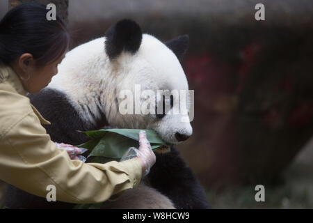 Ein chinesischer Mitarbeiter Feeds 35-jährige weibliche Panda Basi mit Bambus auf der Fuzhou Giant Panda Forschungszentrum in Fuzhou city, Südosten Chinas F Stockfoto