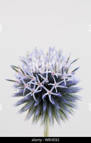 Eine einzelne Blüte Globus Thistle, Gattung Echinops, in einem Studio auf weißem Hintergrund fotografiert. Dorset England UK GB Stockfoto