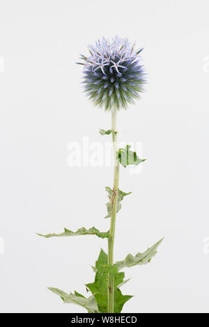 Eine einzelne Blüte Globus Thistle, Gattung Echinops, in einem Studio auf weißem Hintergrund fotografiert. Dorset England UK GB Stockfoto