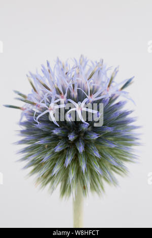 Eine einzelne Blüte Globus Thistle, Gattung Echinops, in einem Studio auf weißem Hintergrund fotografiert. Dorset England UK GB Stockfoto