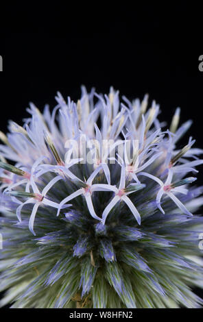 Eine einzelne Blüte Globus Thistle, Gattung Echinops, in einem Studio auf einem schwarzen Hintergrund fotografiert. Dorset England UK GB Stockfoto