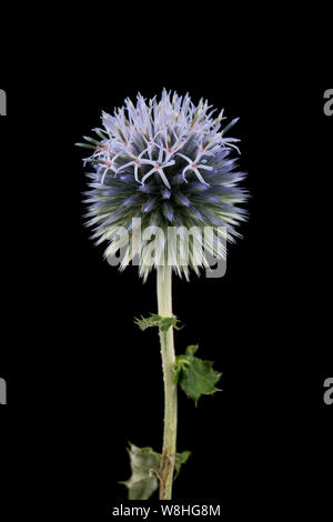 Eine einzelne Blüte Globus Thistle, Gattung Echinops, in einem Studio auf einem schwarzen Hintergrund fotografiert. Dorset England UK GB Stockfoto