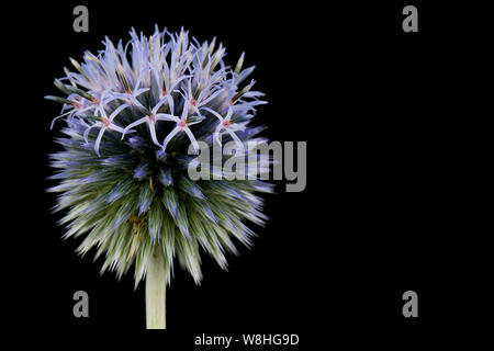 Eine einzelne Blüte Globus Thistle, Gattung Echinops, in einem Studio auf einem schwarzen Hintergrund fotografiert. Dorset England UK GB Stockfoto