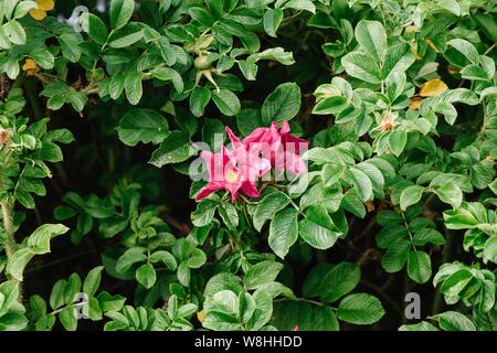 Hagebutten Blume mit rosa Blütenblätter auf einem grünen Strauch Close-up zeigt deutlich den Blütenstand und Beschaffenheit der Blätter Stockfoto
