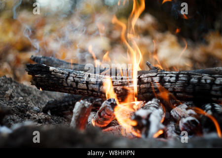 Nahaufnahme von einem brennenden Lagerfeuer im Wald, Brennholz und Glut auf Feuer im Herbst Wald, selektiver Fokus Stockfoto