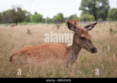 Nahaufnahme eines fawn in Bushy Park entfernt. Stockfoto