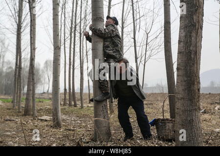 Armlose Chinese Jia Wenqi, unten, nutzt seine Schulter zu seinem blinden Freund Jia Haixia klettern einen Baum pflanzten sie zu hew Niederlassungen in Yeli Dorf Hilfe Stockfoto