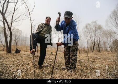 Armlose Chinese Jia Wenqi, links, mit seinem Fuß ein Bäumchen gepflanzt werden als seinem blinden Freund Jia Haixia Hämmer ein Bügeleisen Stick ein Loch zu halten Stockfoto