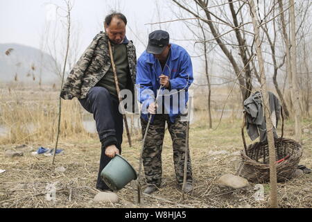 Armlose Chinese Jia Wenqi, links, mit seinem Fuß ein Bäumchen mit einem Eimer Wasser nach dem Einpflanzen mit seinem blinden Freund Jia Haixia in Yeli Dorf Stockfoto