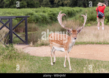 Ein damwild in Bushy Park, London. Stockfoto