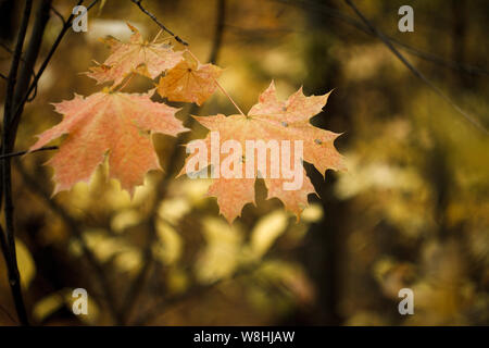 In der Nähe von rot-orange Ahornblätter auf verschwommenen Hintergrund der Herbst Wald, selektiver Fokus Stockfoto