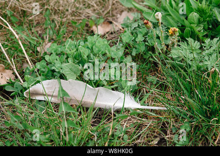 Eine Feder einer Möwe mit Tautropfen liegt im grünen Gras mit geschlossenen Löwenzahn Knospen und es ist eine Kopie. Stockfoto