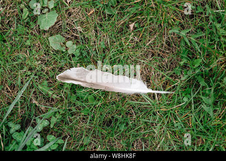 Eine Feder einer Möwe mit Tautropfen liegt im grünen Gras mit geschlossenen Löwenzahn Knospen und es ist eine Kopie. Stockfoto