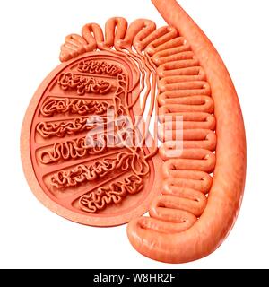 Darstellung der Anatomie der männlichen Hoden. Stockfoto