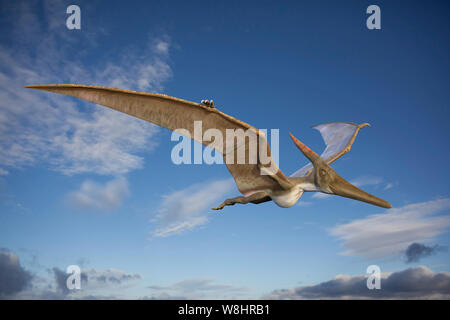 Pteranodon im Flug, Illustration. Diese fliegenden Reptilien während der späten Kreidezeit lebte, ca. 86-85 Millionen Jahren. Stockfoto