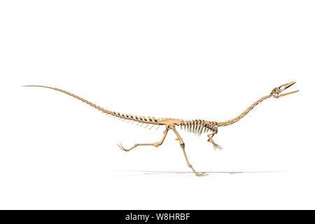 Coelophysis Dinosaurier, Knochengerüst, Illustration. Diese Dinosaurier in der Trias lebte, etwa 203-196 Millionen Jahren. Stockfoto