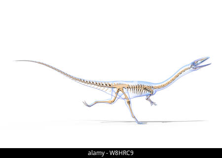 Coelophysis Dinosaurier, Knochengerüst, Illustration. Diese Dinosaurier in der Trias lebte, etwa 203-196 Millionen Jahren. Stockfoto