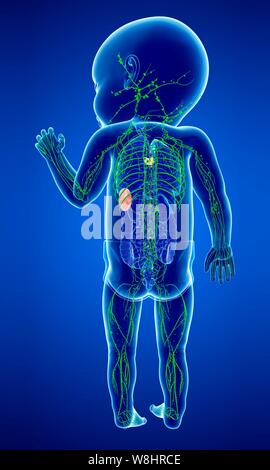 Illustration eines Babys lymphatische System. Stockfoto