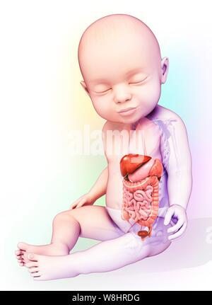Abbildung des Verdauungssystems des Babys. Stockfoto