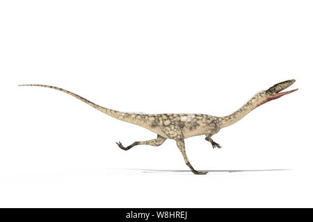 Coelophysis Dinosaurier, Knochengerüst, Illustration. Diese Dinosaurier in der Trias lebte, etwa 203-196 Millionen Jahren. Stockfoto