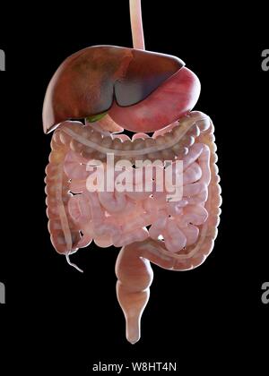 Verdauungssystem, computer Abbildung. Stockfoto