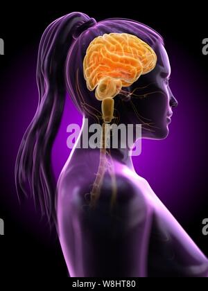 Gehirn, computer Abbildung. Stockfoto