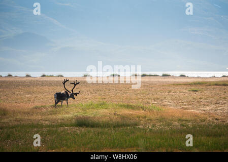 Rentier mit Geweih in der idyllischen Berglandschaft. Tanafjord, Finnmark, Norwegen Stockfoto