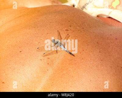 Blue Dragonfly sitzen auf der menschlichen Haut schließen, zurück von einem Mann mit einem Insekt Stockfoto