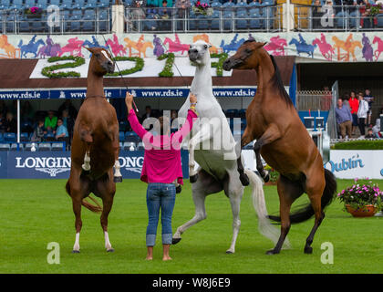 Dublin, Irland. 09 Aug, 2019. Santi Serra führt mit seiner Pferde an der Dublin Horse Show 2019 Quelle: John Rymer/Alamy leben Nachrichten Stockfoto