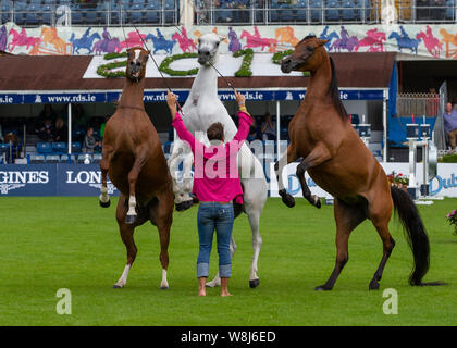 Dublin, Irland. 09 Aug, 2019. Santi Serra führt mit seiner Pferde an der Dublin Horse Show 2019 Quelle: John Rymer/Alamy leben Nachrichten Stockfoto