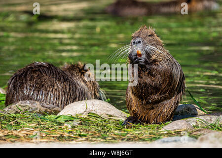 Nutrias, Nutria Myocastor, auch als Fluss Ratte oder nutria genannt, ist eine große, Pflanzenfresser, semiaquatic Nagetier und nur Mitglied der Familie Myocastoridae. Stockfoto