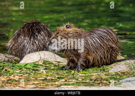 Nutrias, Nutria Myocastor, auch als Fluss Ratte oder nutria genannt, ist eine große, Pflanzenfresser, semiaquatic Nagetier und nur Mitglied der Familie Myocastoridae. Stockfoto