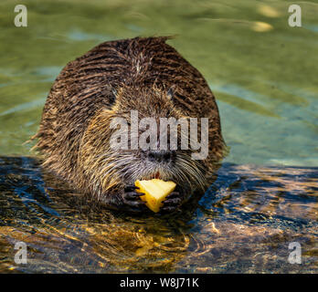 Nutrias, Nutria Myocastor, auch als Fluss Ratte oder nutria genannt, ist eine große, Pflanzenfresser, semiaquatic Nagetier und nur Mitglied der Familie Myocastoridae. Stockfoto