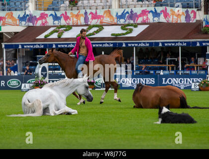 Dublin, Irland. 09 Aug, 2019. Santi Serra führt mit seiner Pferde an der Dublin Horse Show 2019 Quelle: John Rymer/Alamy leben Nachrichten Stockfoto