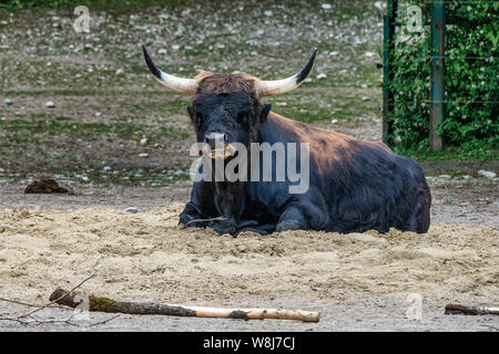 Heckrinder, Bos primigenius Taurus, behauptete die ausgestorbenen Auerochsen zu ähneln. Stockfoto