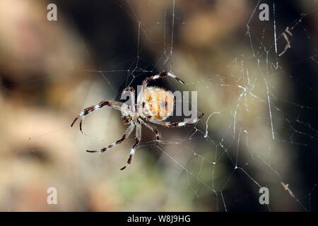 Golden Orb Weber nicht so Inci Winci Spider die australische Tierwelt hautnah Stockfoto