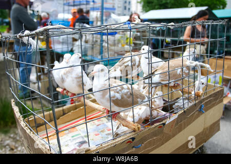 Große Gruppe von weißen, braunen Tauben in einem Käfig auf dem Markt für Verkauf bereit. Stockfoto