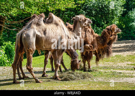 Die baktrischen Kamele, Camelus bactrianus ist ein großes, Selbst-toed ungulate native auf den Steppen Zentralasiens. Die baktrischen Kamel hat zwei Höcker auf seine Stockfoto