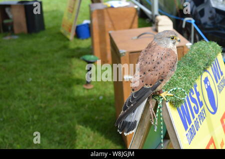 Wildvögel zeigen Eulen Eagle UK England Stockfoto