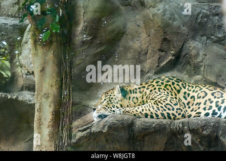 Ein Leopard, Gepard liegt auf einem Felsen in der Sonne und entspannt. Stockfoto