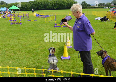 Hundeausstellung Wettbewerb in Großbritannien Stockfoto