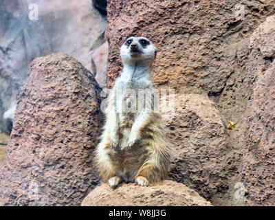 Ein Erdmännchen in aufrechter Haltung, eine so genannte Scout, er steht auf einem Felsvorsprung und schaut, um zu sehen, ob etwas gefährlich zu sein scheint. Stockfoto