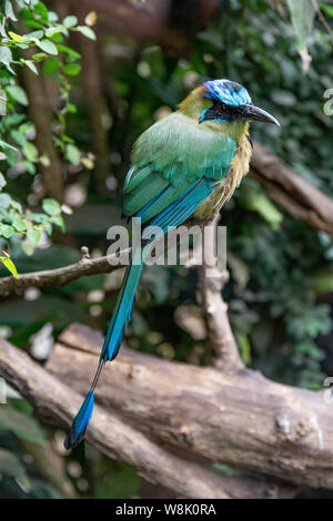 Auch ein amazonian Motmot bekannt als Momotus Momota auf einem Zweig, Bild einer grünen und blauen Vogel mit einem langen Schwanz gelegt Stockfoto